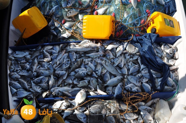 samak denisss (24).JPG